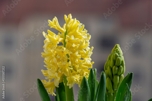 Obraz na płótnie Hyacinthus orientalis ornamental beautiful springtime flowering plant, group of colorful bright flowers in bloom w salonie