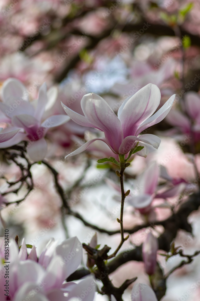 Magnolia soulangeana also called saucer magnolia flowering springtime tree with beautiful pink white flower on branches