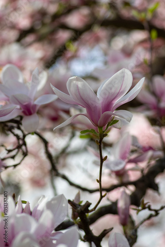 Obraz na płótnie Magnolia soulangeana also called saucer magnolia flowering springtime tree with beautiful pink white flower on branches w salonie