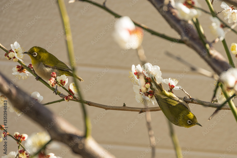White plum blossoms and Japanese white-eye
白梅とメジロ White plum blossoms and Japanese white-eye
白梅とメジロ
