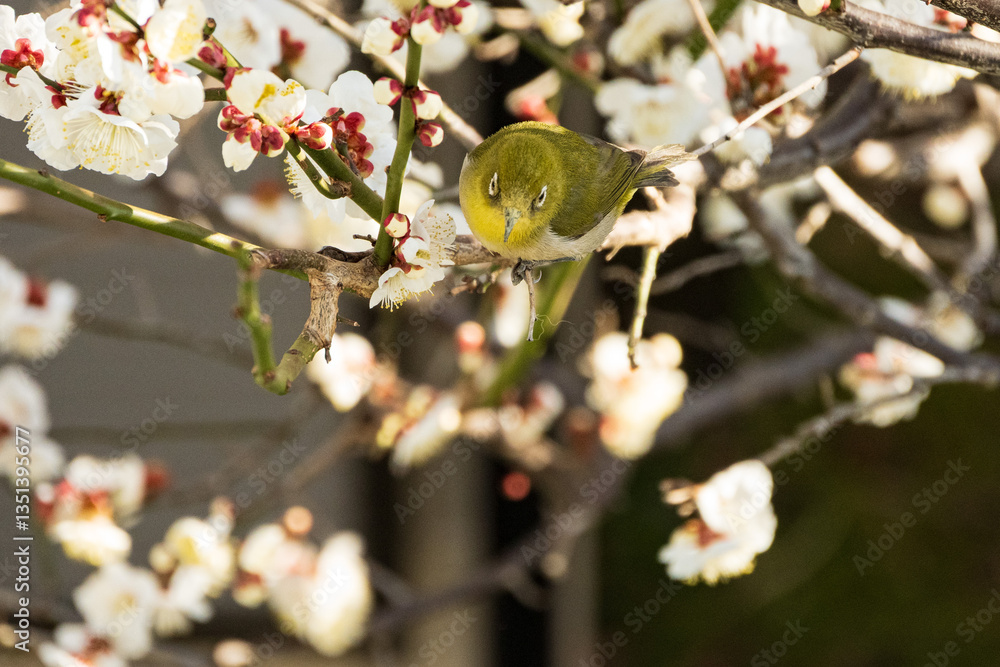 White plum blossoms and Japanese white-eye
白梅とメジロ White plum blossoms and Japanese white-eye
白梅とメジロ