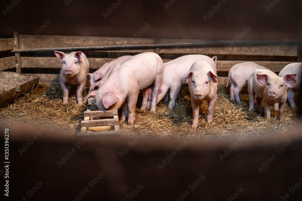 Group of young piglets standing and eating at pig farm. Group of young piglets standing and eating at pig farm.