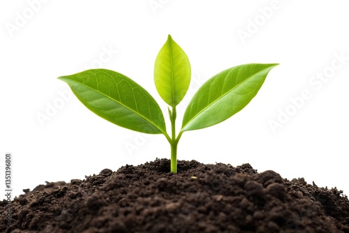 Wallpaper Mural A tiny sprout bravely emerges from rich dark soil, symbolizing new life and growth against a pure white background. Torontodigital.ca