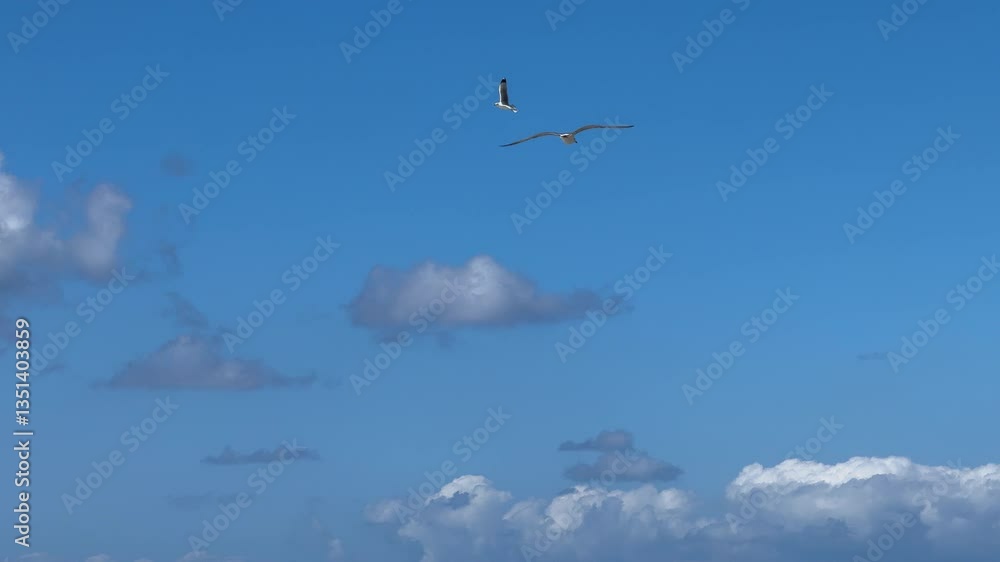 Seagulls Soaring in the Clear Blue Sky
Seagulls Soaring in the Clear Blue Sky
