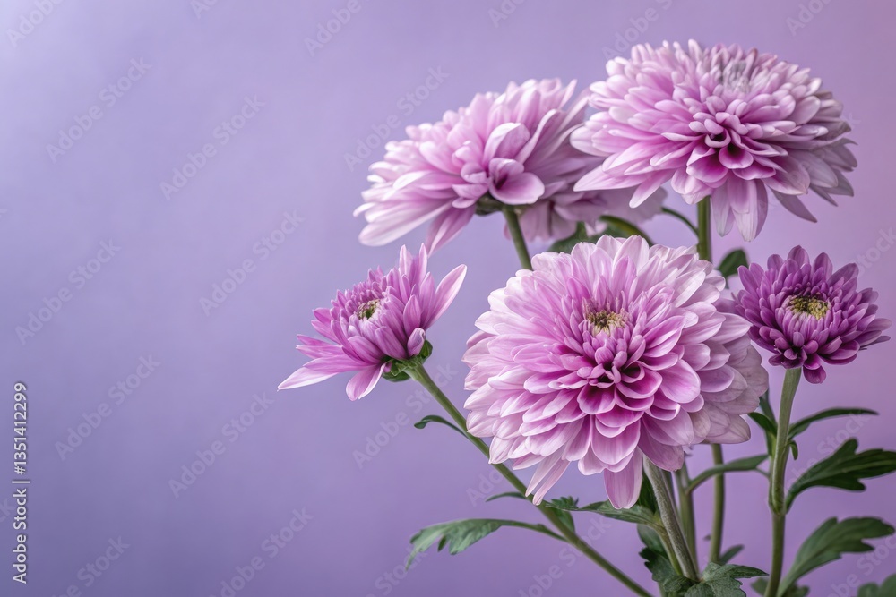 Obraz premium Beautiful Purple Chrysanthemums in a Soft Background Generative AI