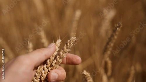 Inspecting the golden wheat fields