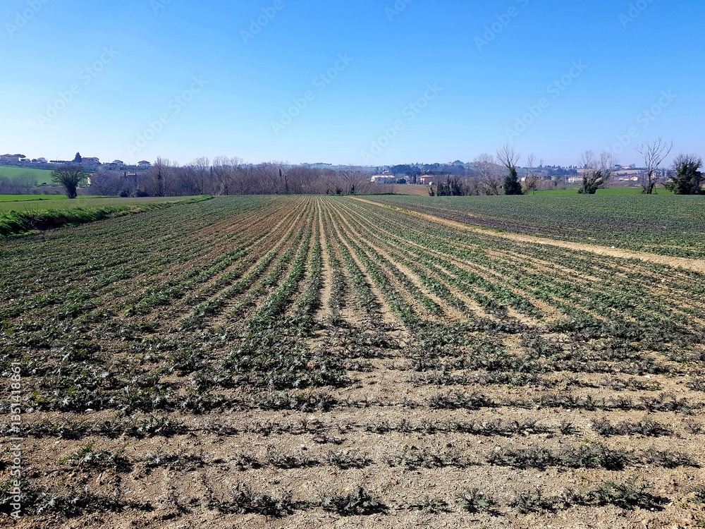 Agricultural field with rows of young green cabbage plants under blue sky