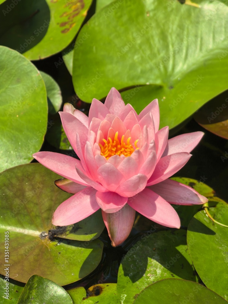 Pink Water Lily Blooming on Green Lily Pads Pink Water Lily Blooming on Green Lily Pads