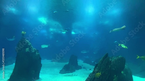 Movement of school of fish underwater. Group fish of multiple species in undersea marine life