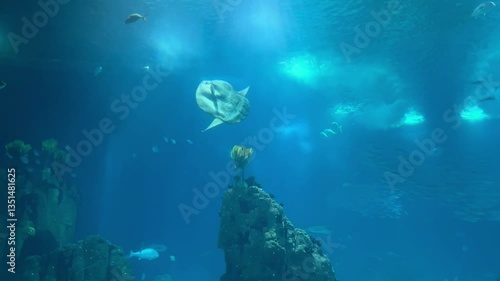 sunfish or common mola (Mola mola) swiming in the ocean