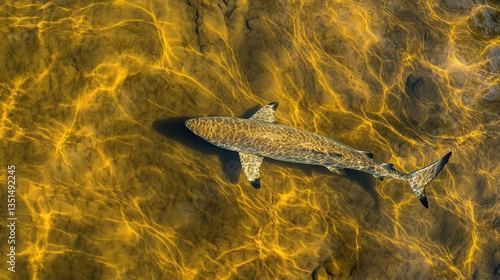 Whale Shark Swimming Gracefully in Shallow Water with Sunlit Reflections in Ocean Environment