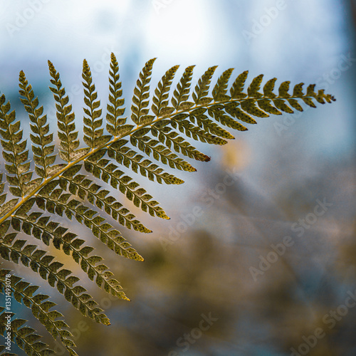 green fern leaf in the forest in springtime