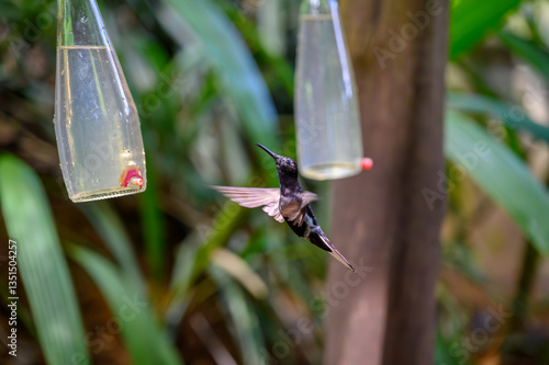 Instituto Nacional da Mata Atlântica localizado em Santa Teresa - ES. Brasil. Beija-flor bebendo água em bebedouro artificial em área de preservação.