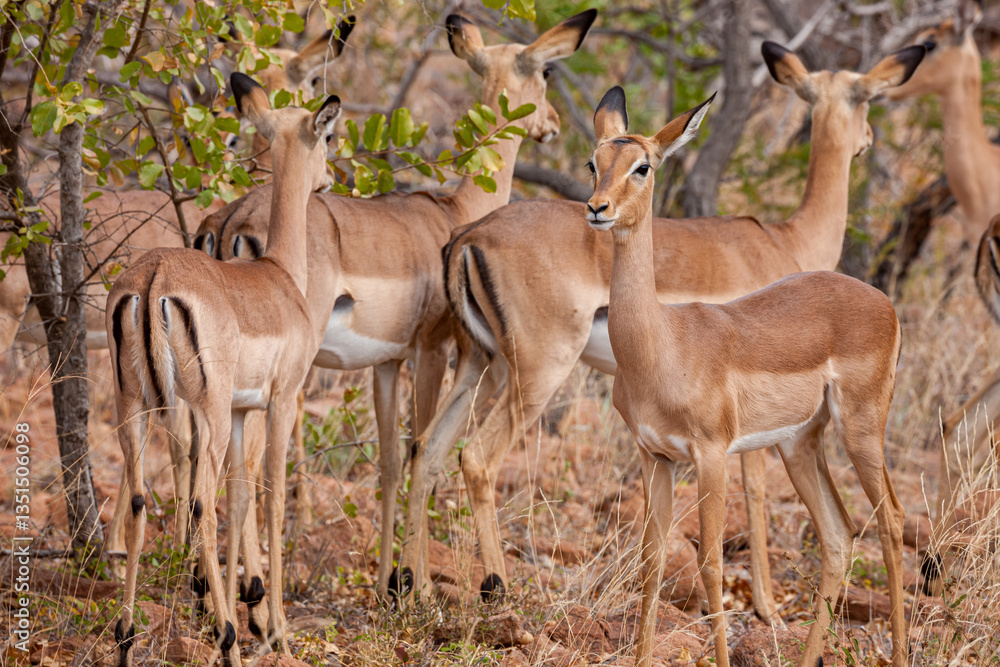 Fototapeta premium Mozambique, Gaza, Massingir, Limpopo, Impala (Aepyceros melampus)