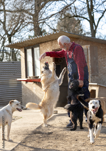 Canvas Print Senior man playing with dogs in shelter for abandoned animals