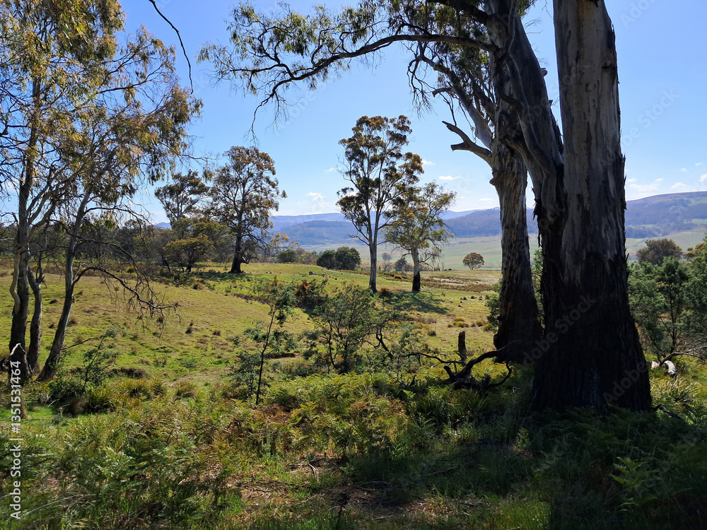 Tasmanian view Tasmanian view