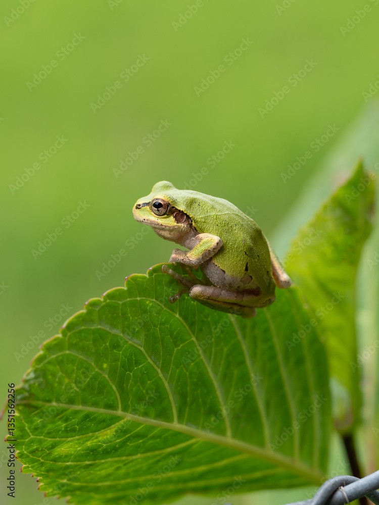 Japanese tree frog (Hyla japonica) perched on a green leaf Japanese tree frog (Hyla japonica) perched on a green leaf