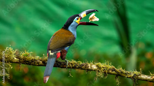 Obraz na płótnie The mountain plate-billed toucan is native to the western slopes of Ecuador and extreme southern Colombia, and inhabits the high-altitude moist montane forests of the Andes. w salonie