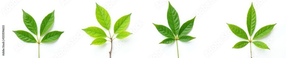 Fototapeta premium Four branches of varying sizes and shapes isolated on white background, isolated, leaf, varied