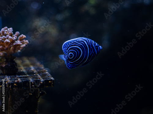 Close up shot of an Emperor Angelfish found at Odysseo, Mauritius