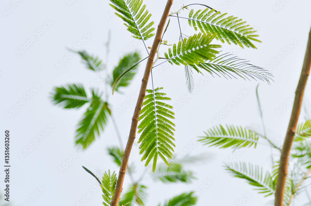 Naklejka premium Acacia pennata, Tropical Acacia or Climbing wattle or Acacia, Cha om or FABACEAE or LEGUMINOSAE or MIMOSOIDEAE or MIMOSACEAE