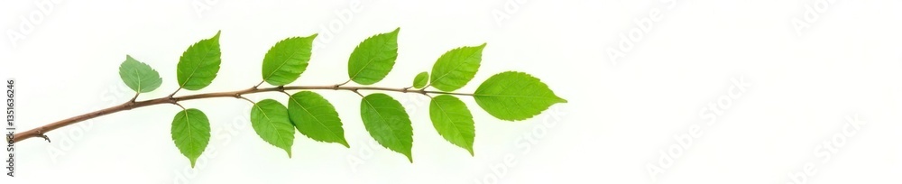Single leaf branch isolated on white background, green, branches Single leaf branch isolated on white background, green, branches