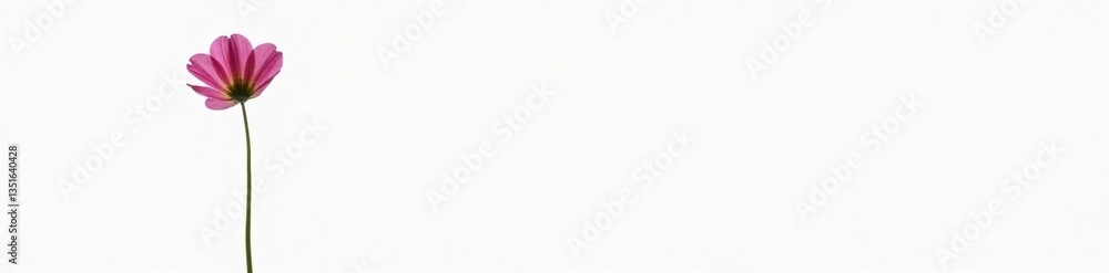 Small flower in isolation on white background, bloom, single bloom Small flower in isolation on white background, bloom, single bloom