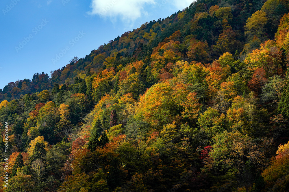 紅葉真っ盛りの自然風景 紅葉真っ盛りの自然風景