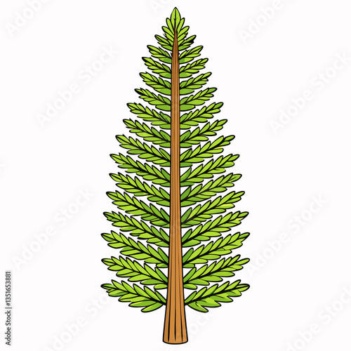 dawn redwood tree isolated on white