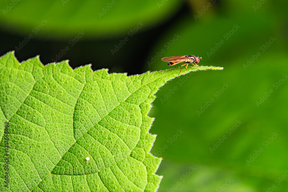 Fly insects such as flower flies and aphid eating flies inhabit the leaves of wild plants. Overview of the natural environment in North China Fly insects such as flower flies and aphid eating flies inhabit the leaves of wild plants. Overview of the natural environment in North China