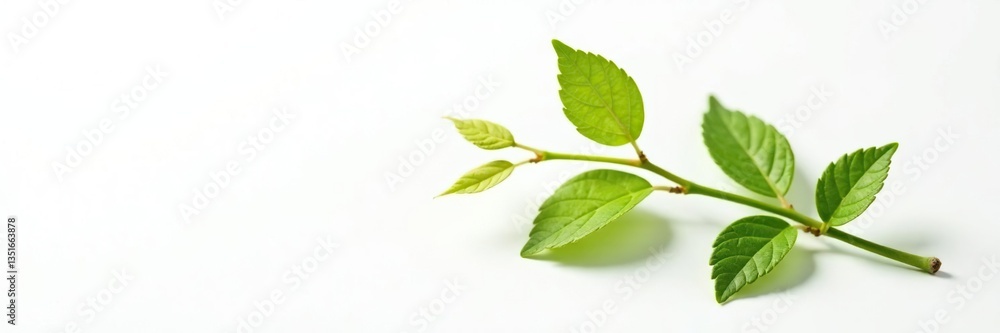 Single stem with leaves isolated on white background, leaf, floral, foliage Single stem with leaves isolated on white background, leaf, floral, foliage