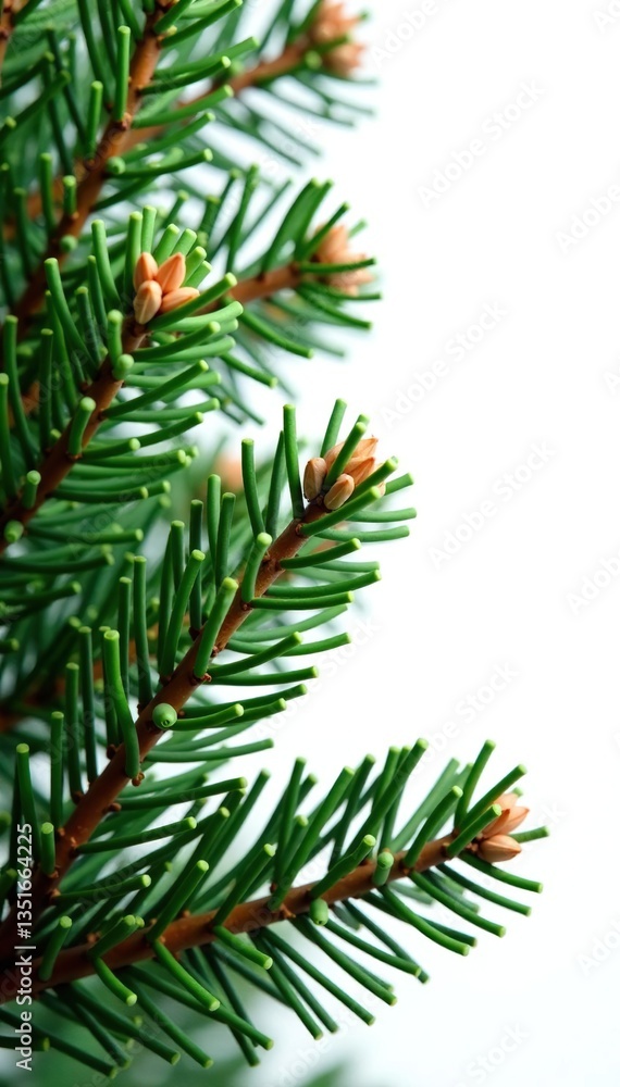 Spruce branches and needles isolated on white, needle clusters, twig clusters Spruce branches and needles isolated on white, needle clusters, twig clusters