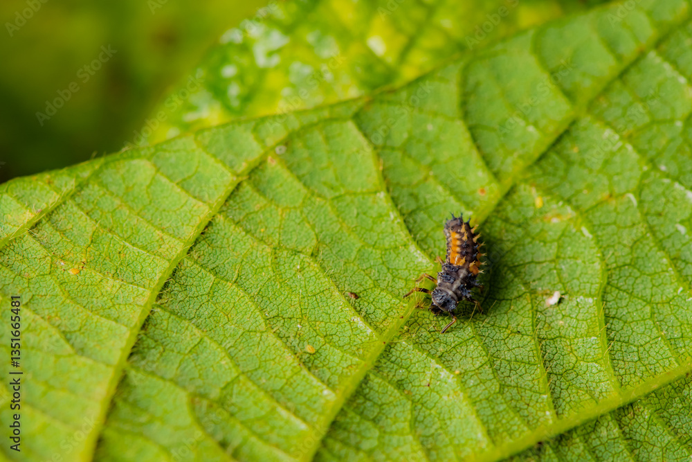 Ladybug larvae inhabit the leaves of wild plants. Overview of the natural environment in North China Ladybug larvae inhabit the leaves of wild plants. Overview of the natural environment in North China