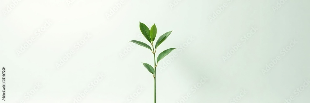 Single stem of tall green plant isolated on white background, foliage, foliage, solitary Single stem of tall green plant isolated on white background, foliage, foliage, solitary