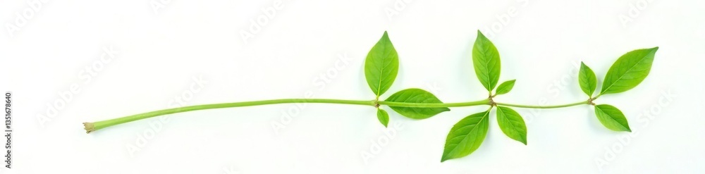 Single stem green plant on white background isolated, botanical, flower, plant Single stem green plant on white background isolated, botanical, flower, plant