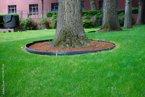 Trunk circles around garden plants. Planting or growing trees with organic mulch trunk-circle.