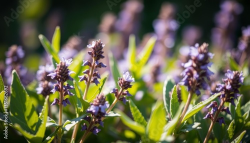 Hyssop leaves surround vibrant purple flowers in sunlight