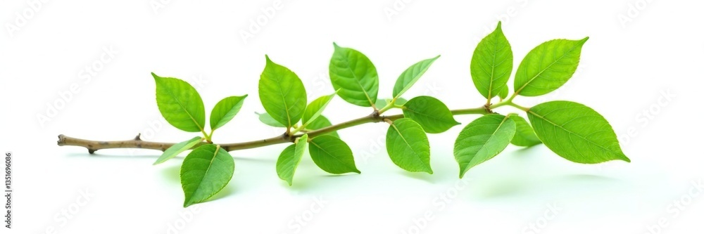 Isolated branch with green leaves on white background, foliage, solitary, branch Isolated branch with green leaves on white background, foliage, solitary, branch