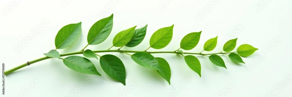 Leafy branch isolated on white surface with natural light, botanical, leaf branch Leafy branch isolated on white surface with natural light, botanical, leaf branch