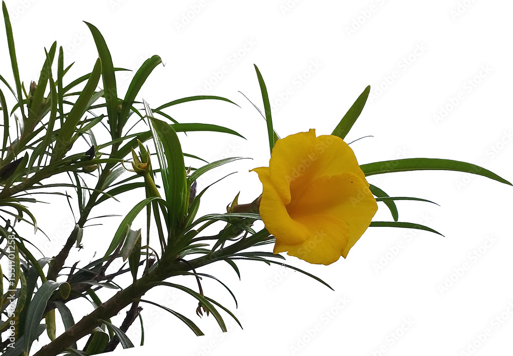 Naklejka premium Basking in Sunshine: The Vibrant Yellow Flower and Its Lush Green Leaf Companion