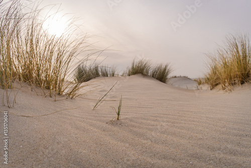 Fototapeta Naklejka Na Ścianę i Meble -  Zand duinen at the sea