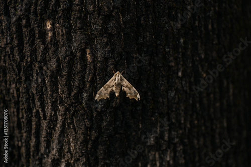 Deidamia inscriptum, the lettered sphinx, is a species of moth of the family Sphingidae. Macro photo of a close-up moth sitting on tree bark. Moth against the background of tree bark
