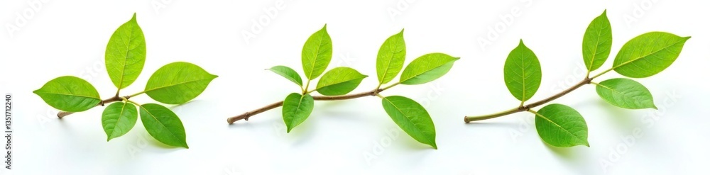 Three isolated branches on white background with light reflections, foliage, branches Three isolated branches on white background with light reflections, foliage, branches