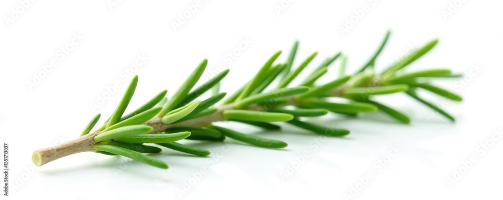 Fototapeta premium Freshly picked sprig of rosemary isolated on white, fragrant, herb
