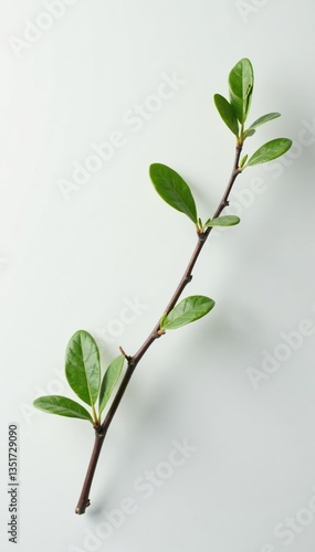 Delicate branch with tiny leaves on a white background, clean, branches, white