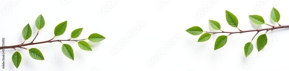 isolated branches on white background in studio lighting, foliage, minimalist, simple isolated branches on white background in studio lighting, foliage, minimalist, simple