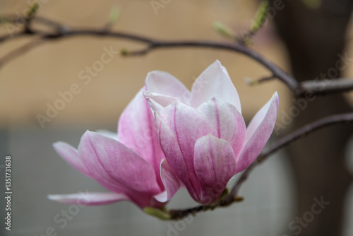 Фотография magnolia blossom tree