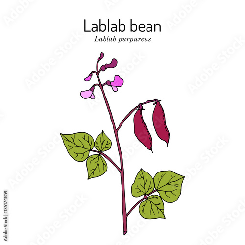 Hyacinth Bean, or Bonavist-bean (Lablab purpureus), edible and medicinal plant. Hand drawn botanical vector illustration
