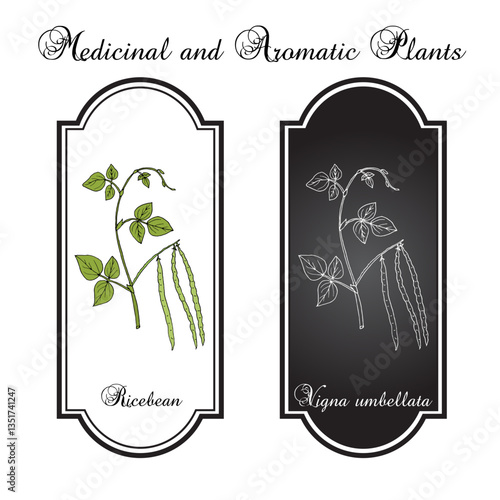 Rice bean or ricebean (Vigna umbellata), edible and medicinal plant. Hand drawn botanical vector illustration