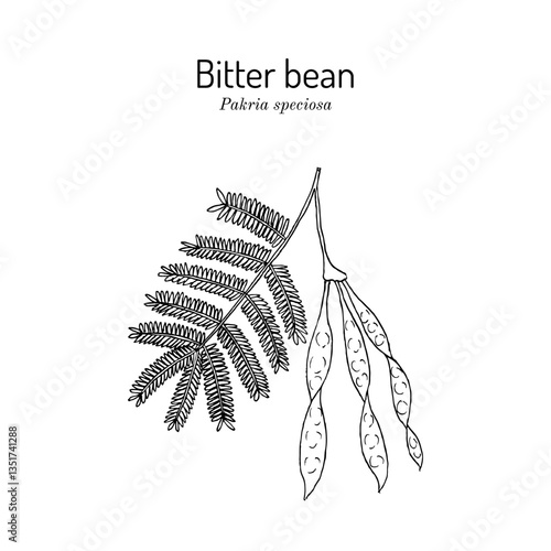 Bitter bean, or twisted cluster bean (Parkia speciosa), edible and medicinal plant. Hand drawn botanical vector illustration